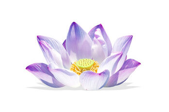 Lotusblume Lotusblume